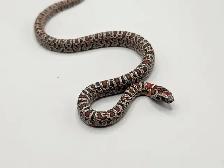 GRANITE MEX MEX KINGSNAKES - Photo 3