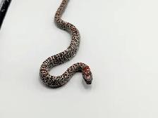 GRANITE MEX MEX KINGSNAKES - Photo 4