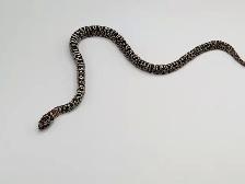 GRANITE MEX MEX KINGSNAKES - Photo 5