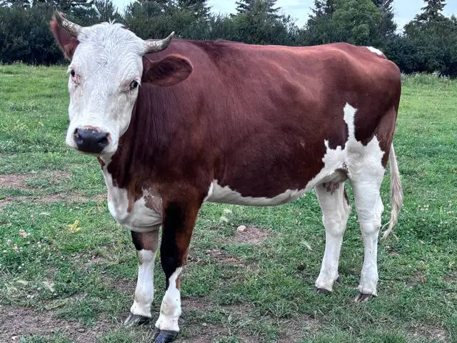 Milk Cow