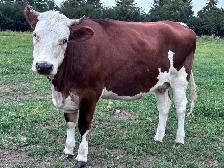 Milk Cow