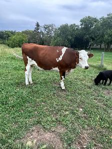 Milk Cow - Photo 2