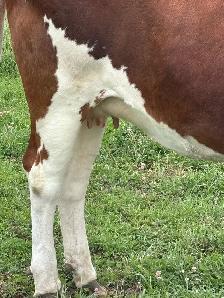 Milk Cow - Photo 3