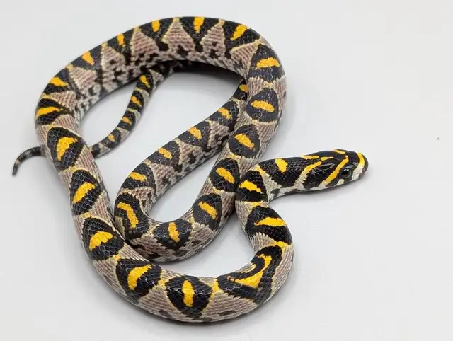 MANDARIN RATSNAKES