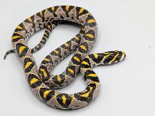 MANDARIN RATSNAKES