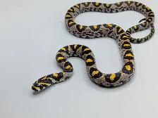 MANDARIN RATSNAKES - Photo 2