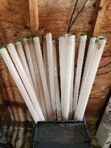 Fluorescent bulbs