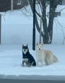 Chiens à donner contre promesse de bons soins - Photo 3