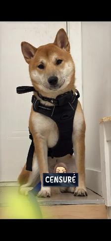 accouplement Shiba Inu (1an)