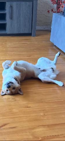 accouplement Shiba Inu (1an) - Photo 2