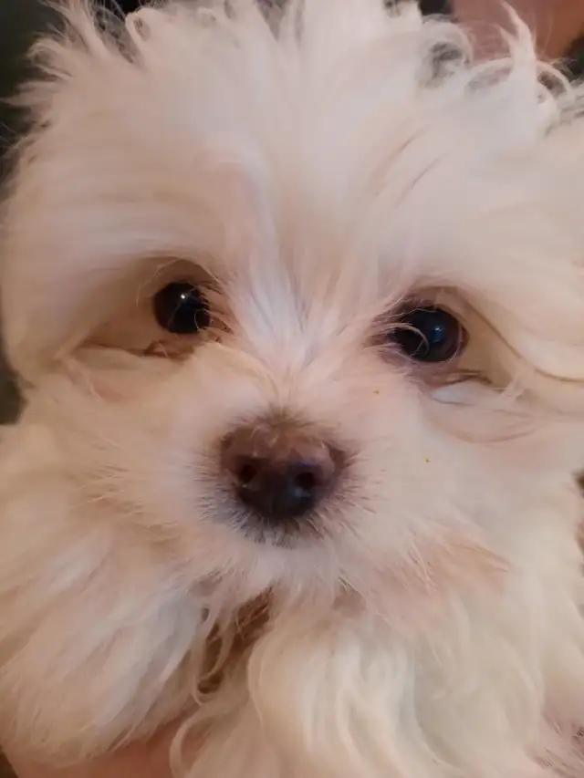 Maltese Puppies
