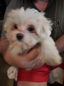 Maltese Puppies - Photo 2