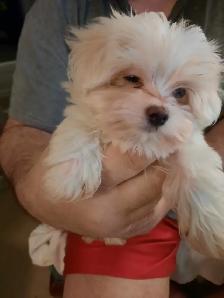 Maltese Puppies - Photo 3
