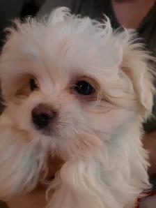 Maltese Puppies - Photo 4