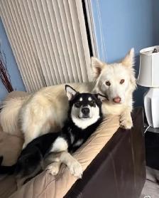 Duo chiens husky 3 ans pour adoption - Photo 2