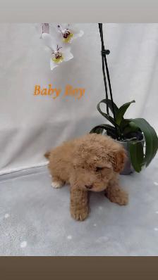 Beautiful puppies for sale