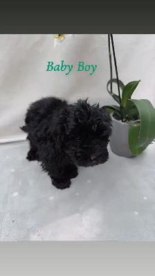 Beautiful puppies for sale - Photo 2