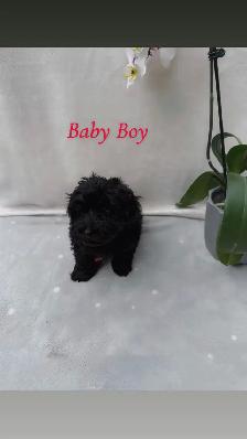 Beautiful puppies for sale - Photo 3