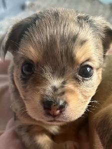3 beautiful male chihuahuas