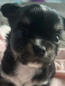 3 beautiful male chihuahuas - Photo 2