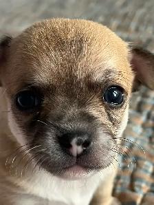 3 beautiful male chihuahuas - Photo 3