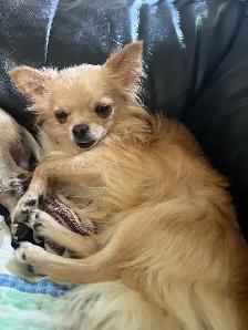 3 beautiful male chihuahuas - Photo 5