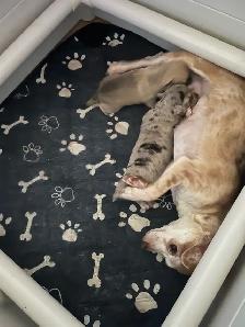 3 beautiful male chihuahuas - Photo 6