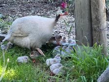 Guinea hens for sale!