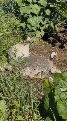 Guinea hens for sale! - Photo 2