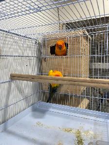 Sun conure pairs. - Photo 4