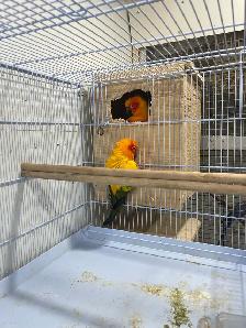 Sun conure pairs. - Photo 5