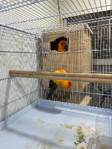 Sun conure pairs. - Photo 6