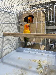 Sun conure pairs. - Photo 7