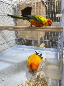 Sun conure pairs. - Photo 8