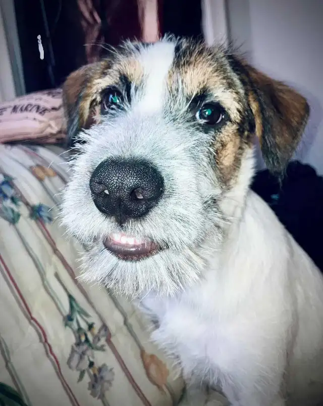Looking for a good loving home