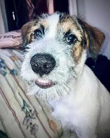 Looking for a good loving home