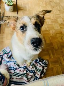Looking for a good loving home - Photo 2