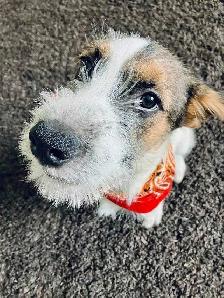 Looking for a good loving home - Photo 3
