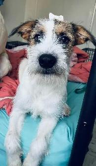 Looking for a good loving home - Photo 4