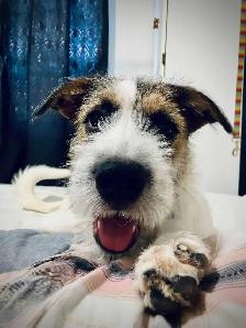 Looking for a good loving home - Photo 5