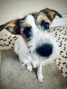 Looking for a good loving home - Photo 6
