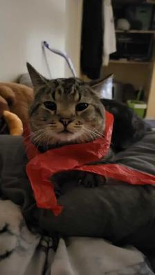 chat a donner - Photo 2