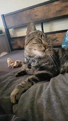 chat a donner - Photo 3