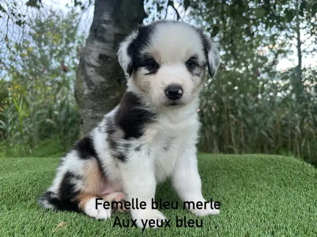 chiots berger australien merle