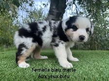 chiots berger australien merle - Photo 2