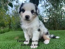 chiots berger australien merle - Photo 3