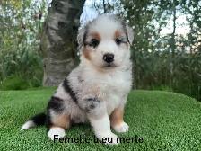 chiots berger australien merle - Photo 4
