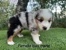 chiots berger australien merle - Photo 5