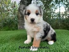 chiots berger australien merle - Photo 6