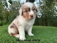 chiots berger australien merle - Photo 7